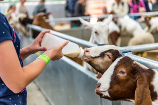 Bottle Feeding (15)