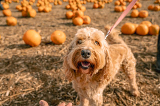 CFP Pumpkins 2023 057