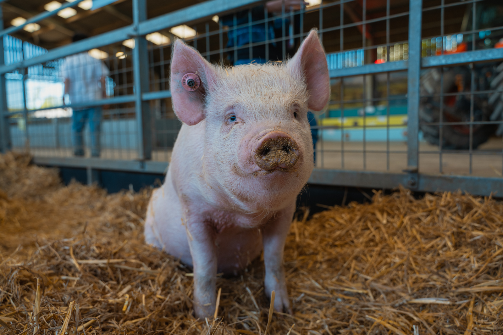 Marge The Middle White Pig
