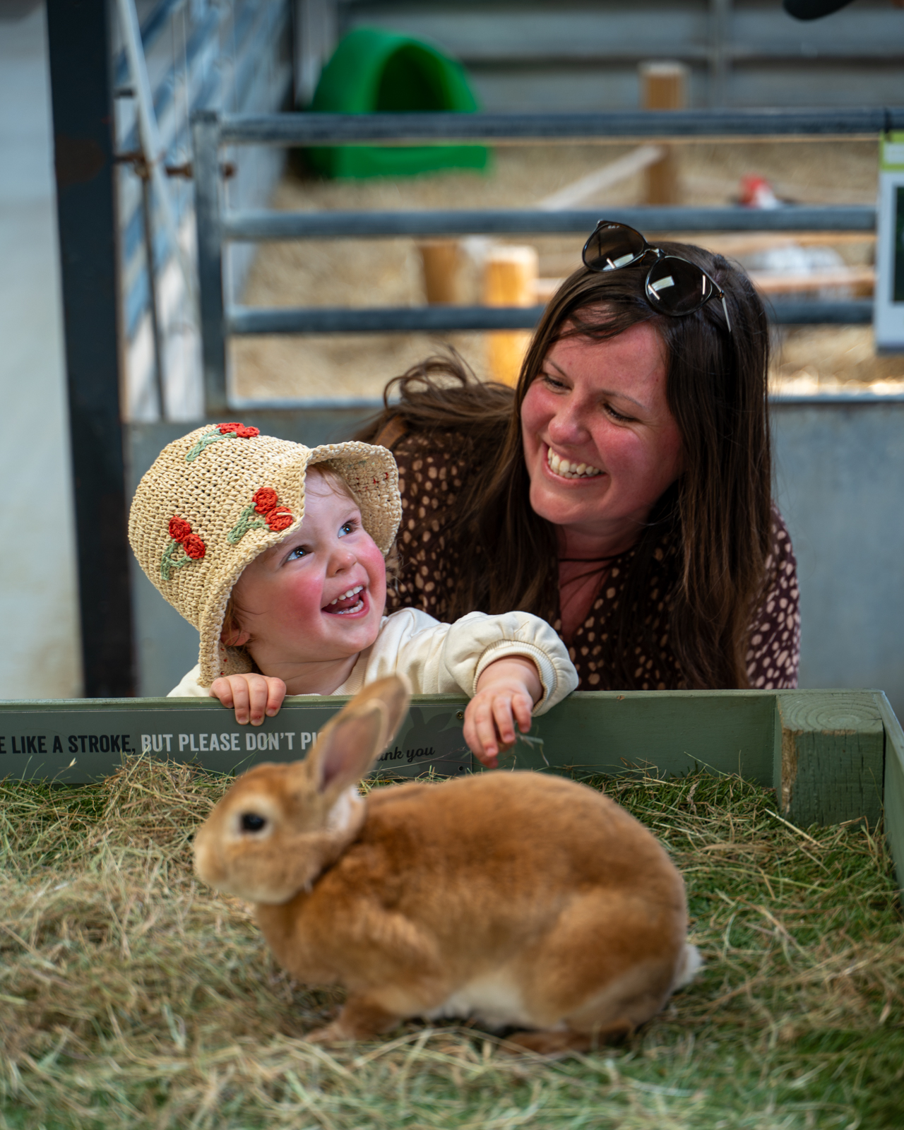 Rabbit