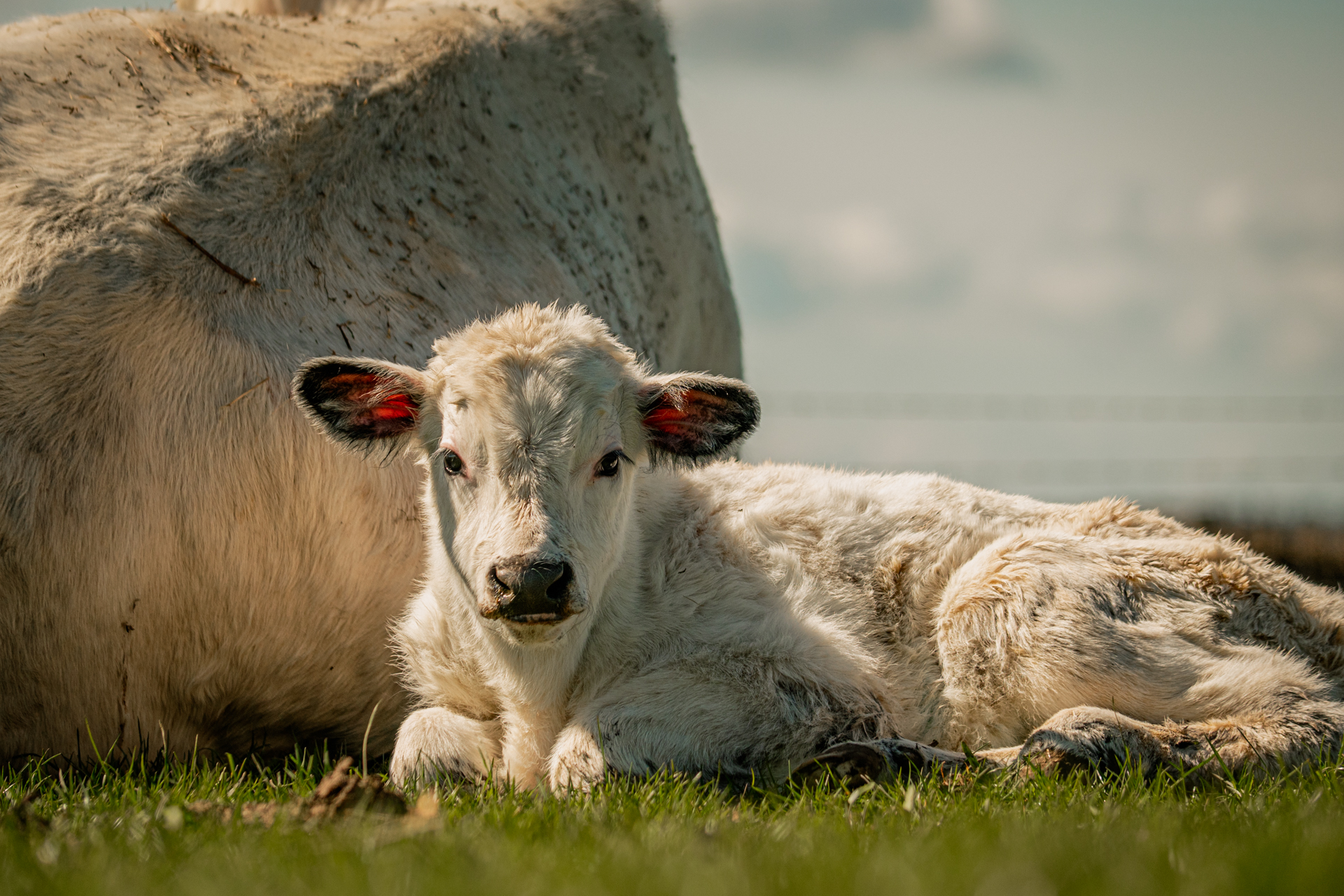White Parks (Calf Born 06.04.2023) 26