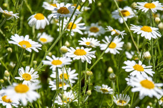 Corn Chamomile