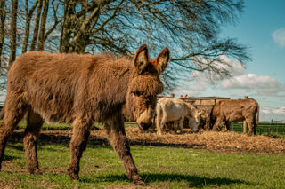 Donkeys 01