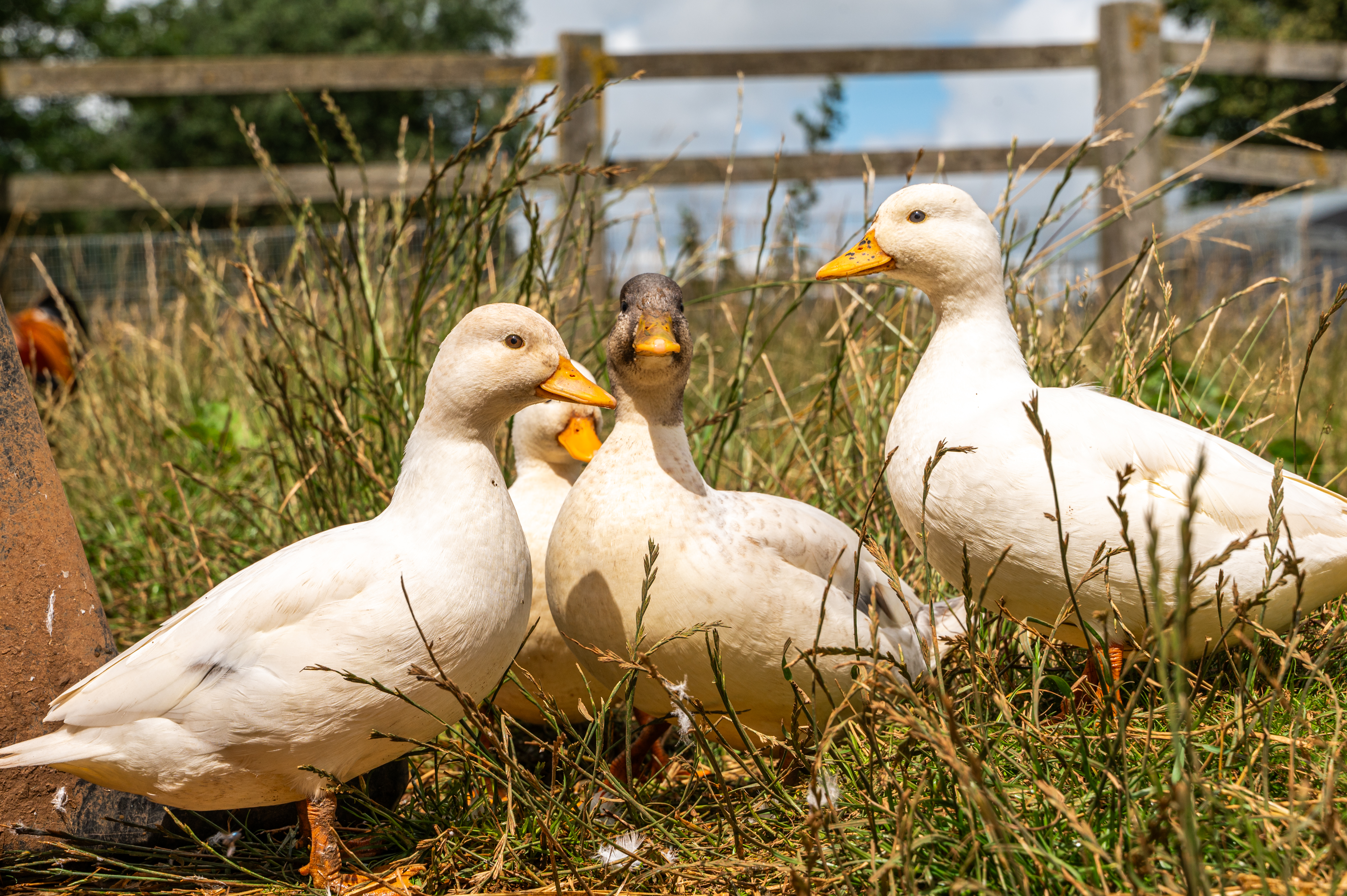 Call Ducks 2