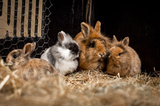 Bunny Kittens 22