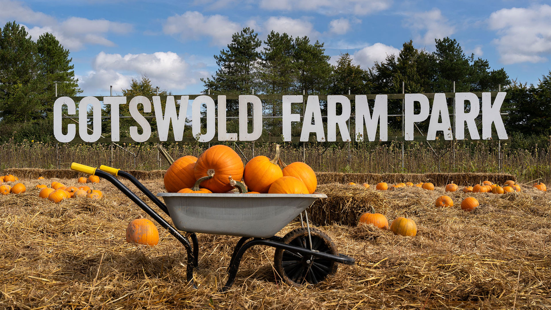October Farming What's On | 2025 Events at Cotswold Farm Park