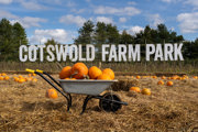Pumpkin 7