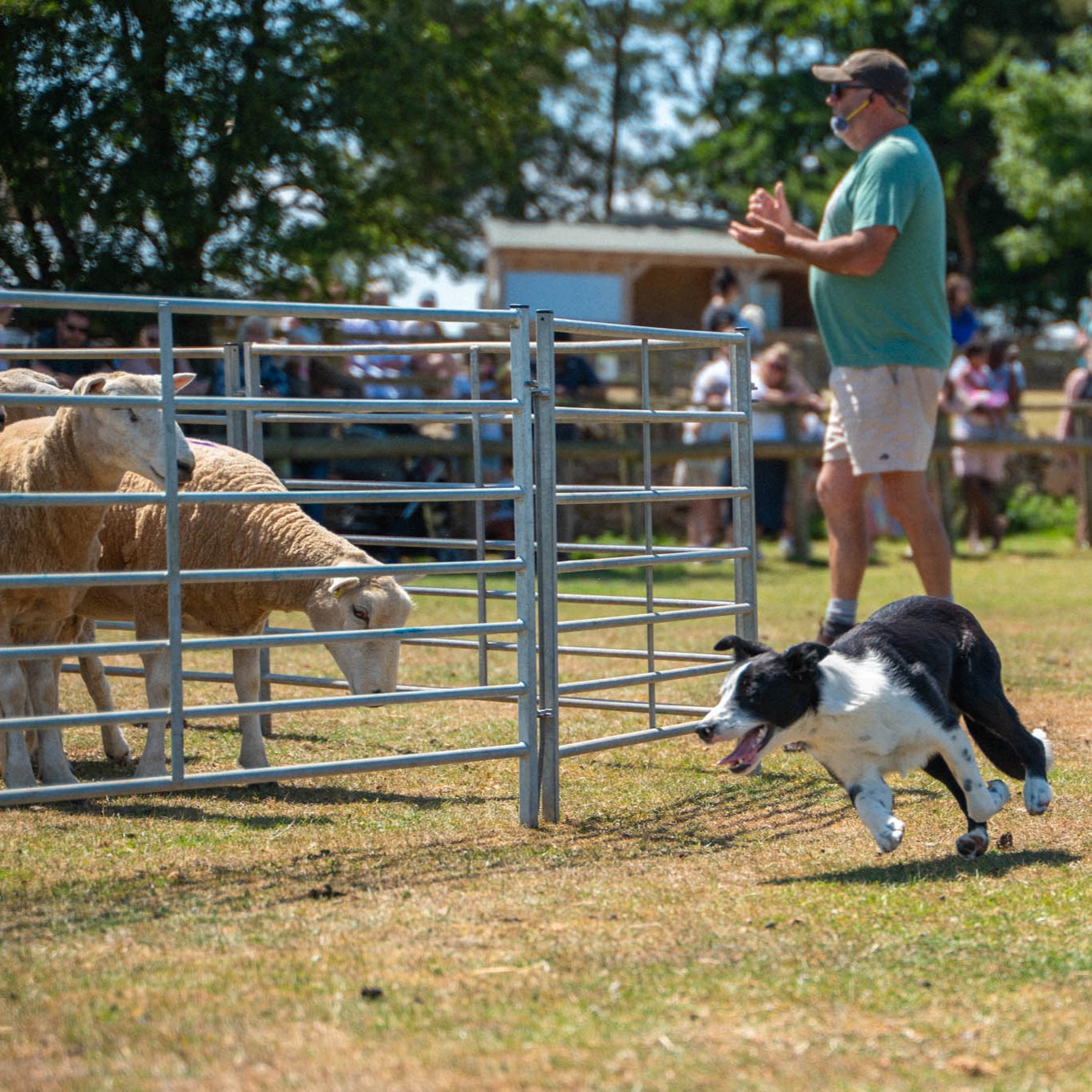 06 Sheepdog Trials 2
