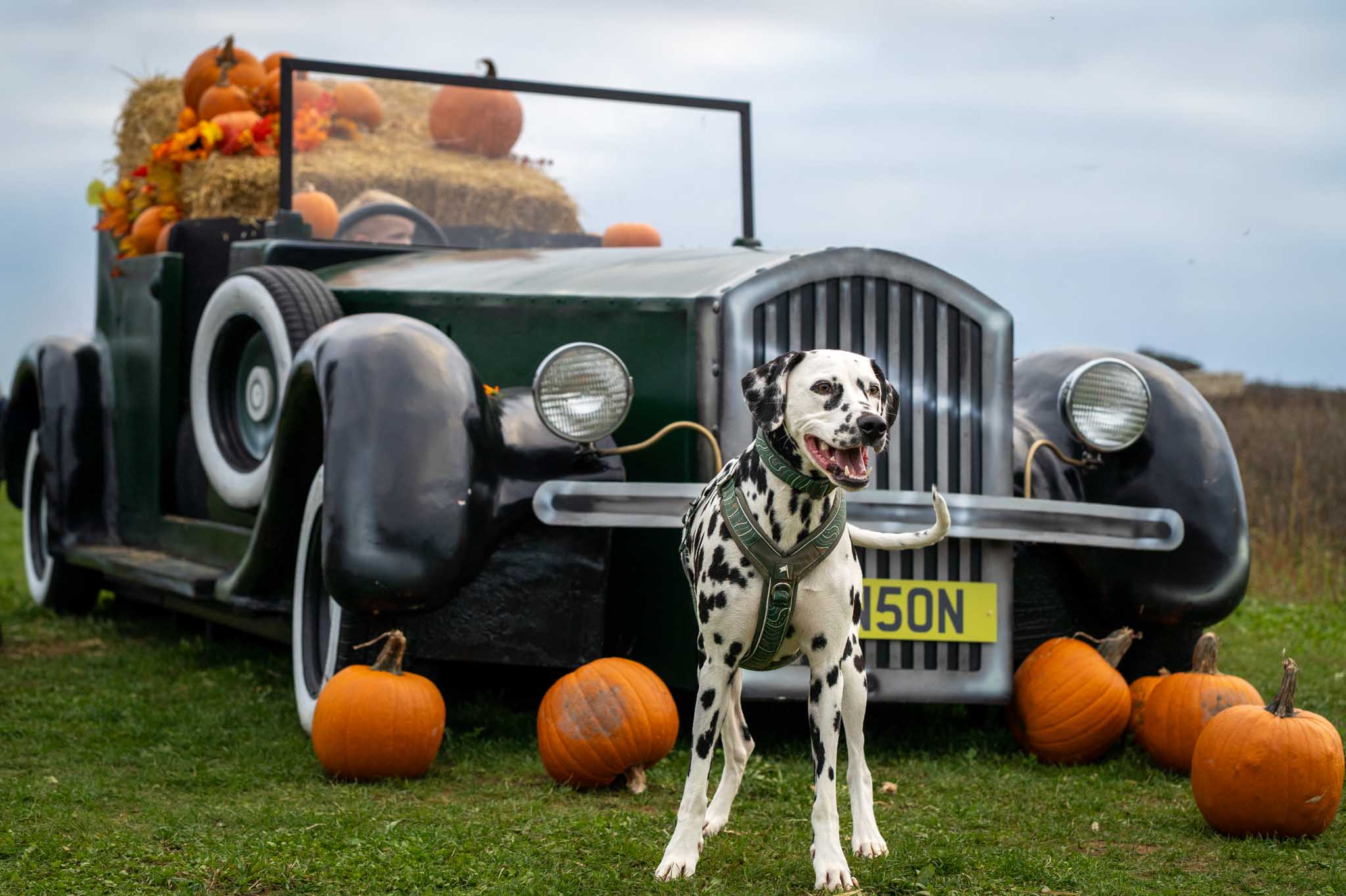10 Pumpkin Patch (2)