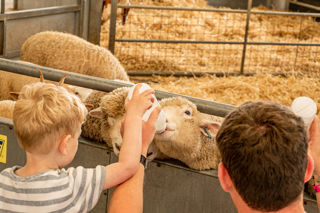 Lambs enjoying being bottle fed