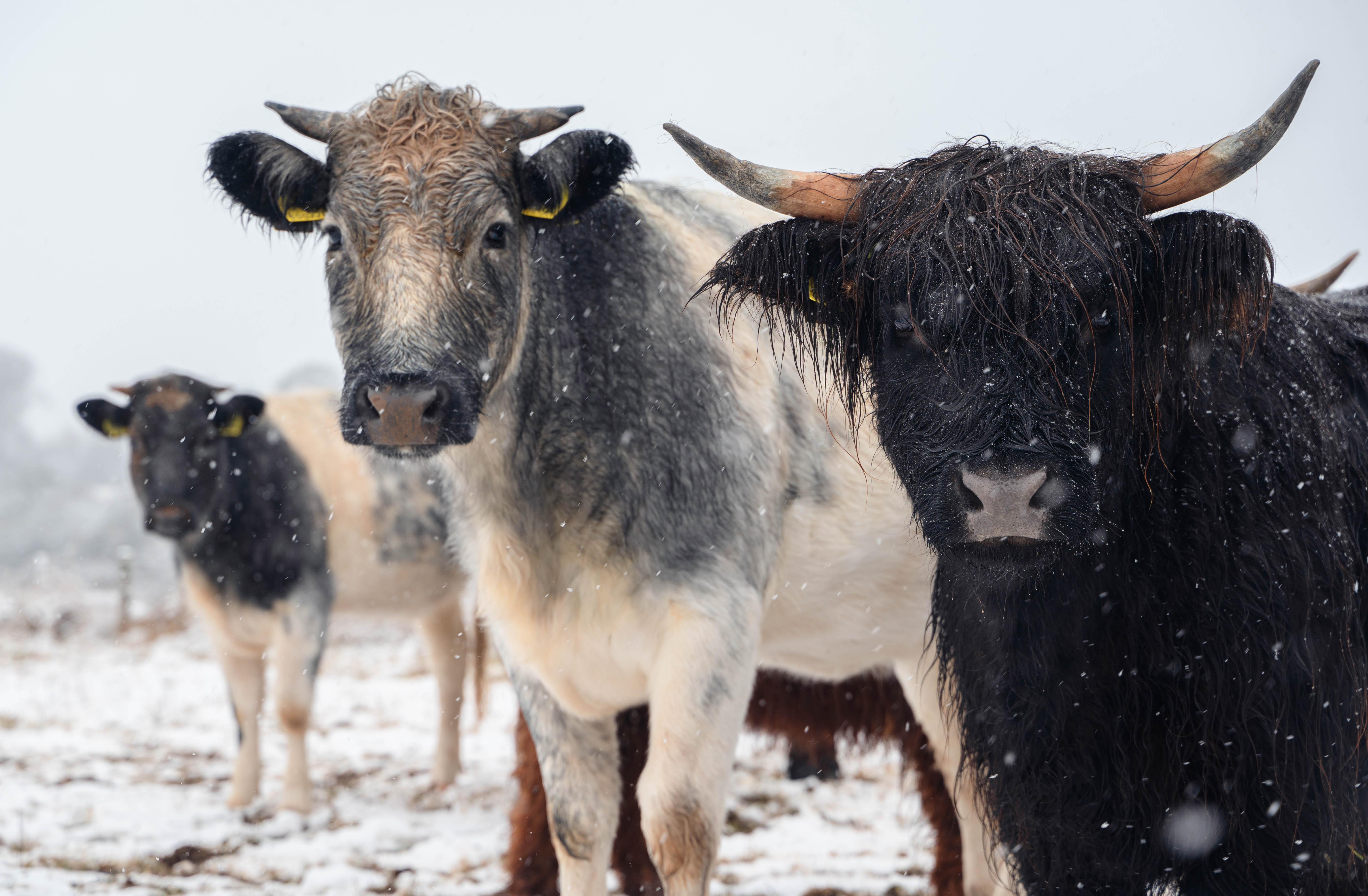 Blue Albion And Highland Bull In Snow At Cotswold Farm Park 19.11.24