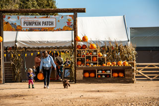 Pumpkin Patch 2021 1 2
