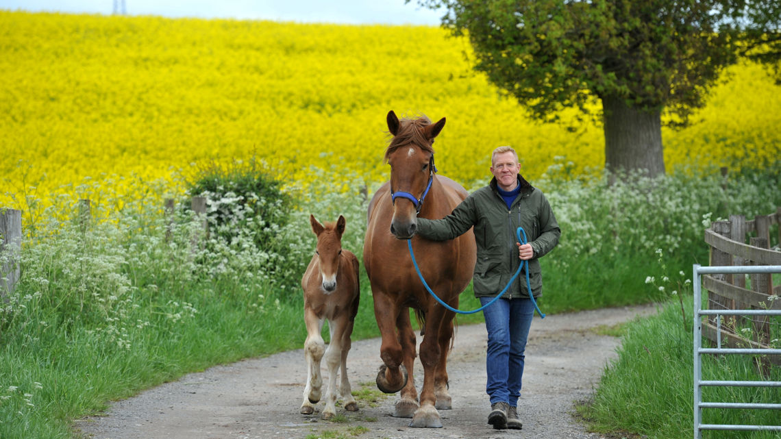 Suffolk Rural Equine Five Fun Facts About The Suffolk Punch Horse | Read Our Blog