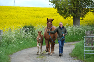 Suffolk Punch Foal 250521 01
