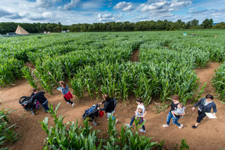 Maize Maze (11)
