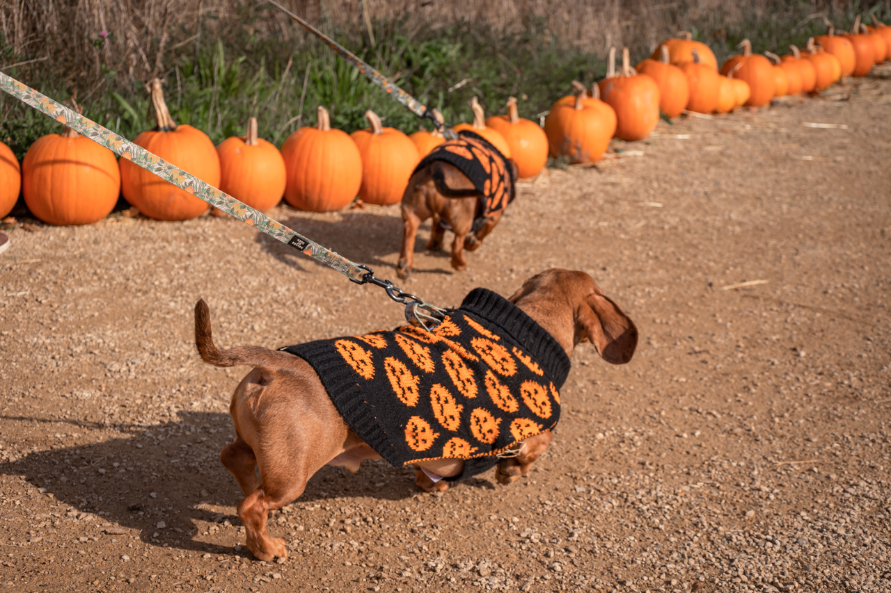 The Most Pumpkintastic Family Pumpkins 22 1