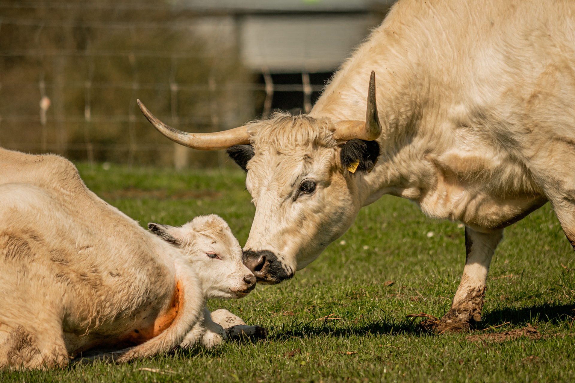 White Parks (Calf Born 06.04.2023) 05