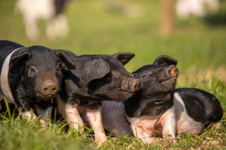 Saddleback Piglets 1