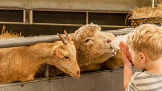 A little boy bottle feeding a lamb
