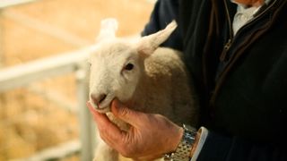 Adam Hensons Farm Diaries Ewe Nutrition Lambing