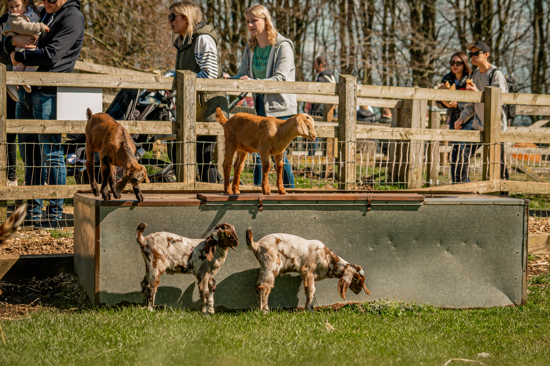 Goat Kids & New Shelter 2023 54
