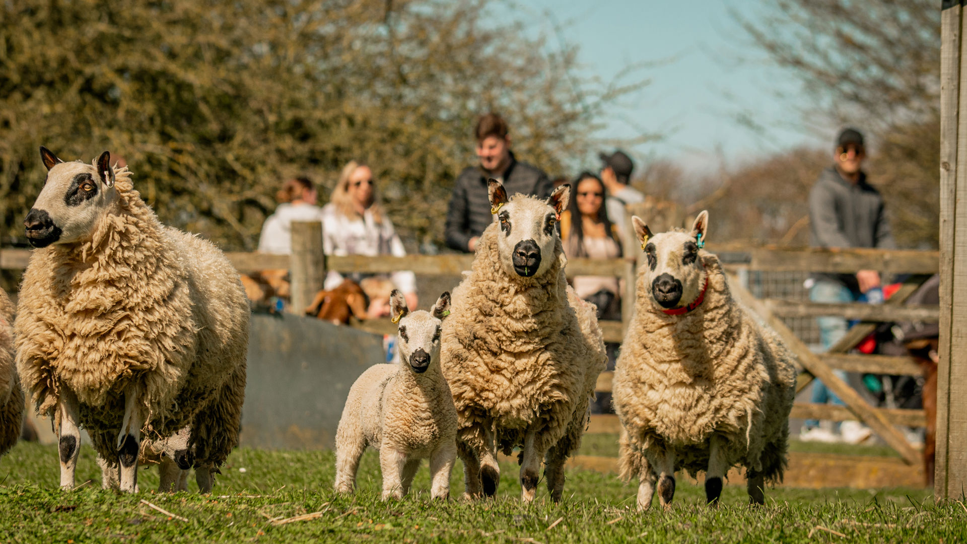 Cotswold Farm Park Meet Over 50 Rare Breed Farm Animals cotswold-farm-park-meet-over-50-rare-breed-farm-animals