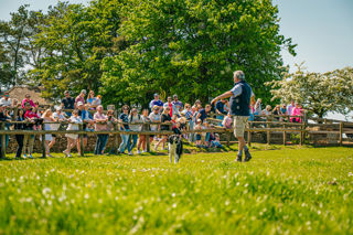 Sheepdog Show 280