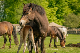 Exmoor Foal 2023 28