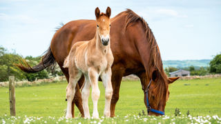 Suffolk Punch