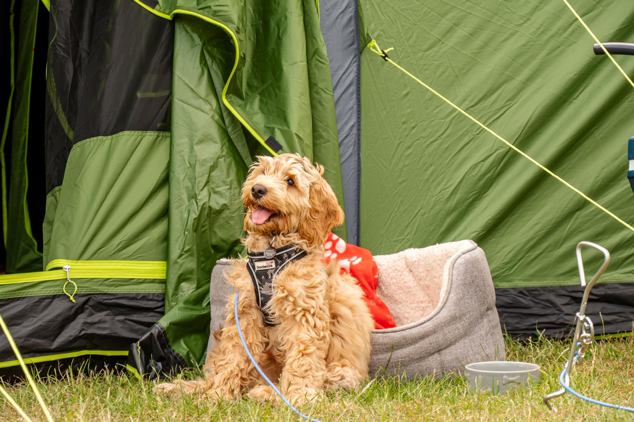Dog Friendly Camping