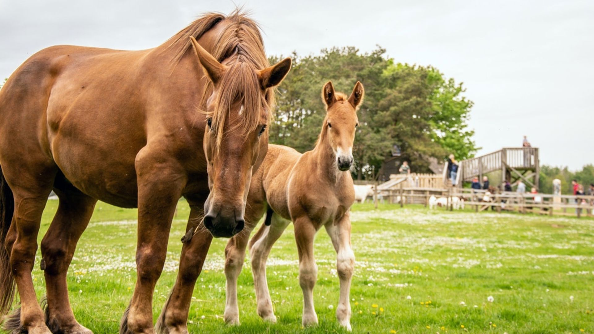Suffolk Rural Equine Five Fun Facts About The Suffolk Punch Horse | Read Our Blog