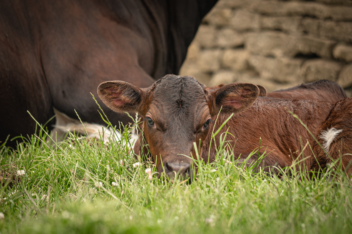 Gloucester Calf Twins Filly & Folly 22 1