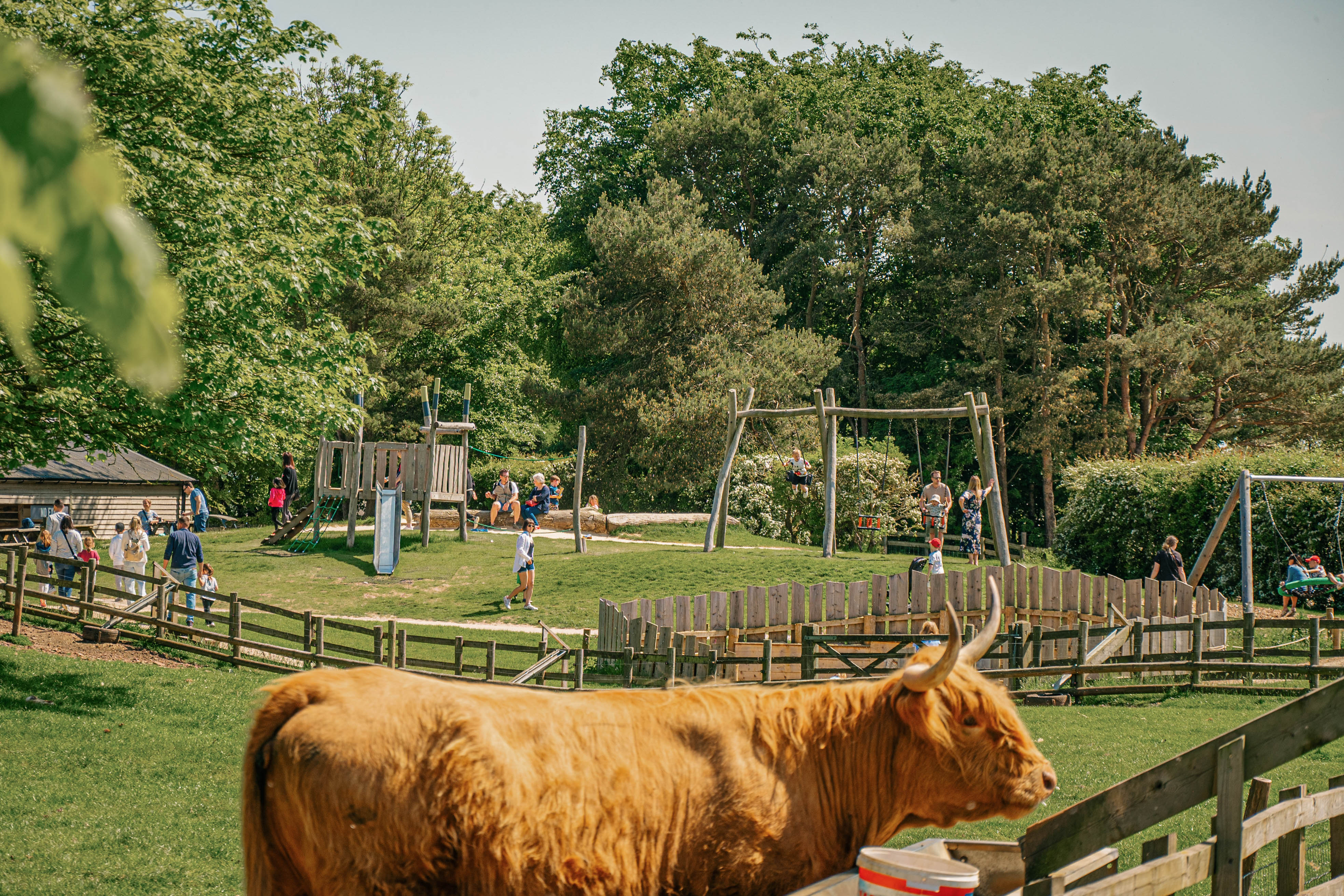 Families in the distance play in an outdoor play area at Cotswold Farm Park, with a highland cow in the foreground.