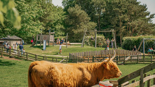 Families in the distance play in an outdoor play area at Cotswold Farm Park, with a highland cow in the foreground.