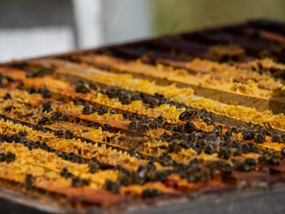 CFP Sanfoin Honey 13