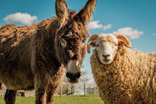 Donkey & Whiteface Dartmoor 22