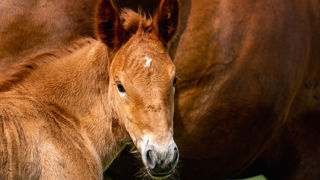 Suffolk Punch Foal 38