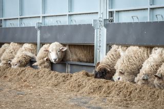 Pregnant Ewes Total Measured Ration 2 1536X1024