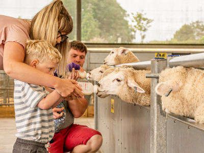 Bottle Feeding a lamb at Cotswold Farm Park