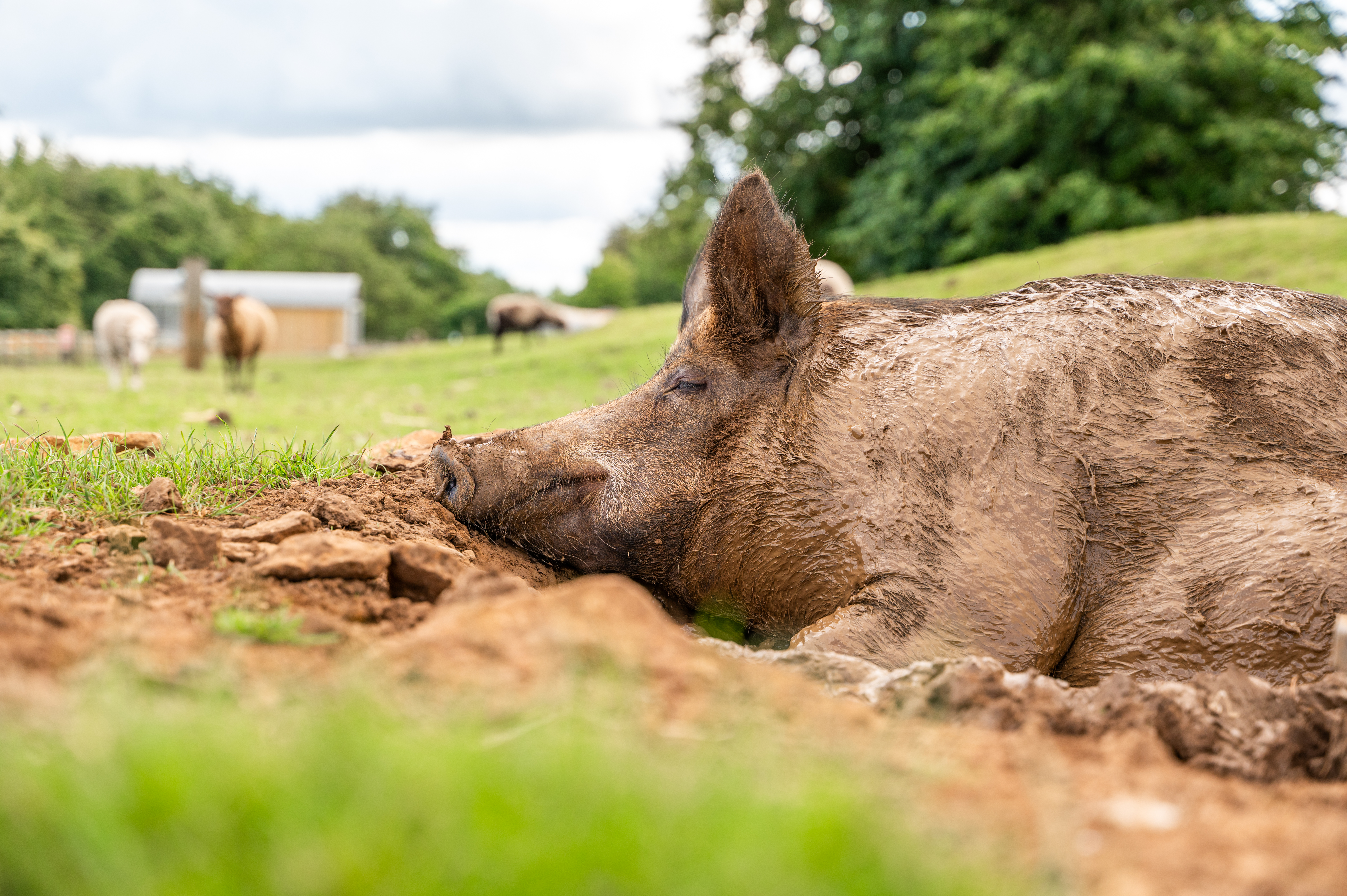 Ellen The Iron Age 1