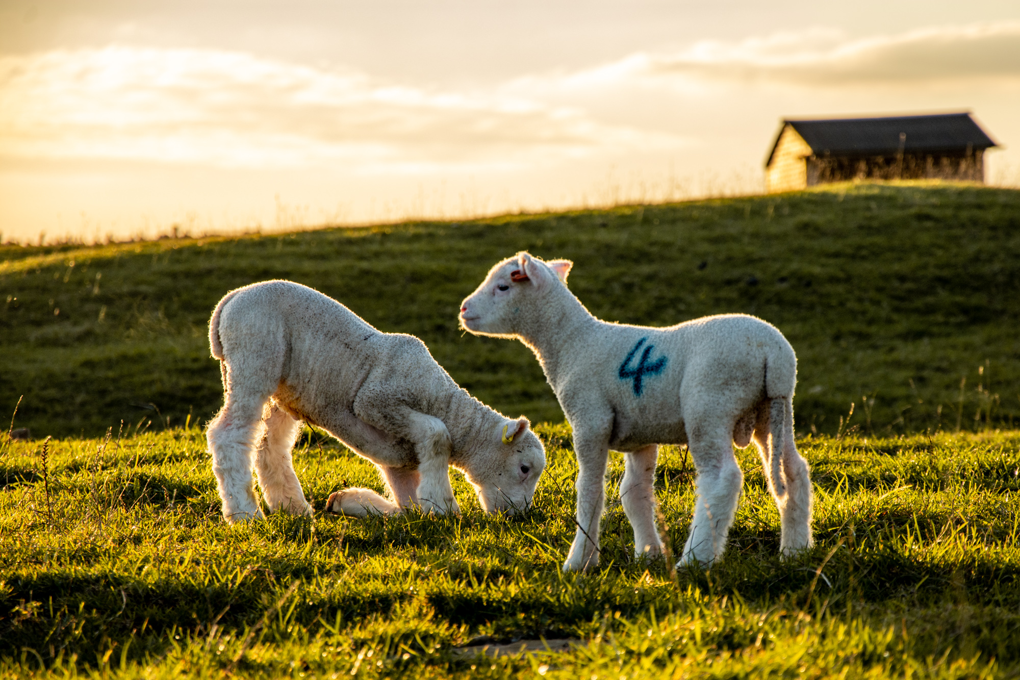 Lambing&Kidding Cotswoldfarmpark 2025 5