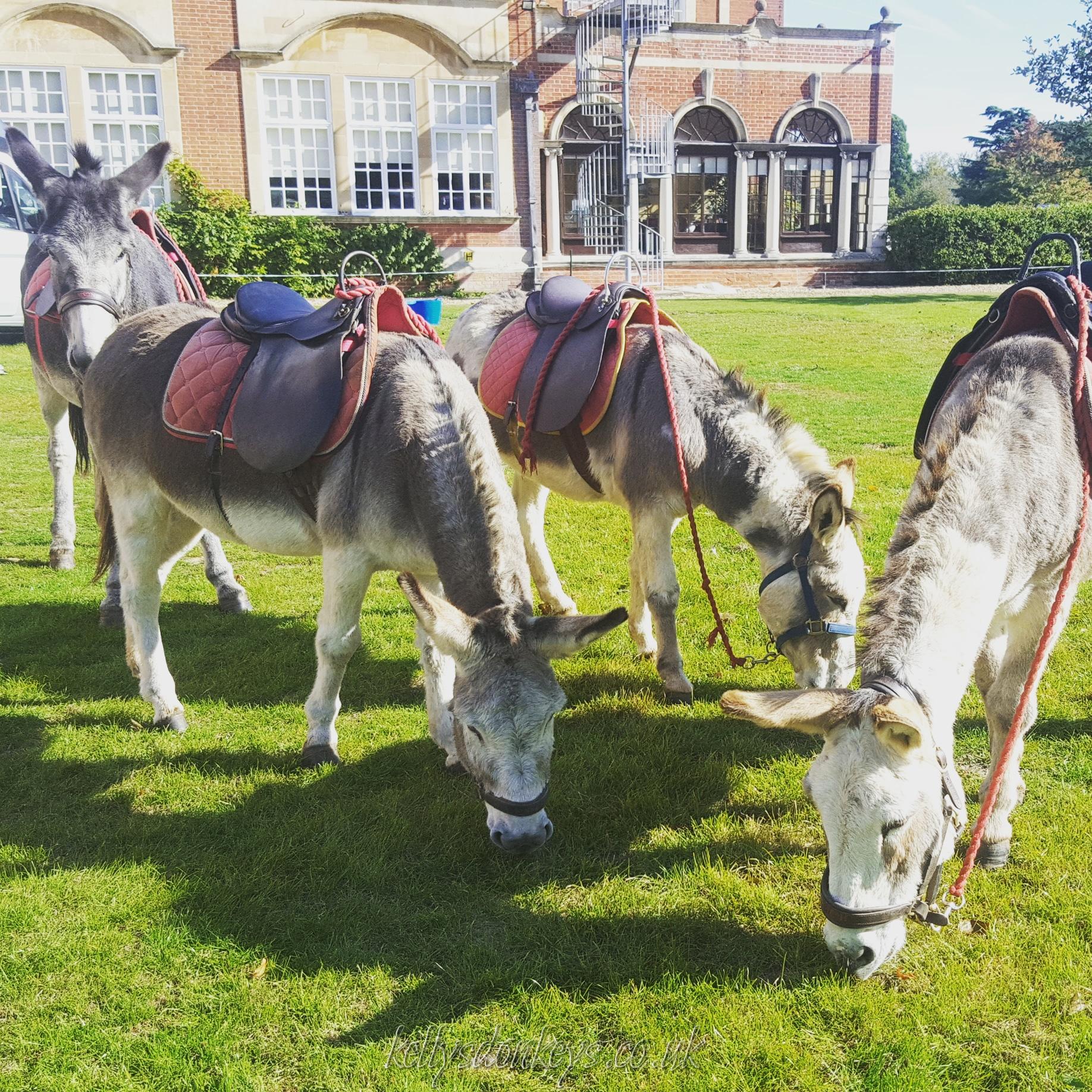 Kellys Donkeys