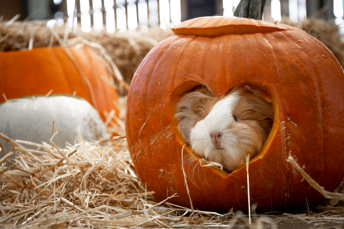 Cotswold Farm Park Home of Adam Henson