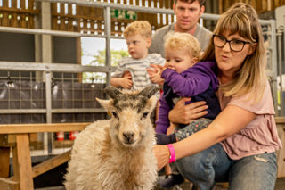 A little North Ronaldsay lamb ready to be met at Cotswold Farm Park